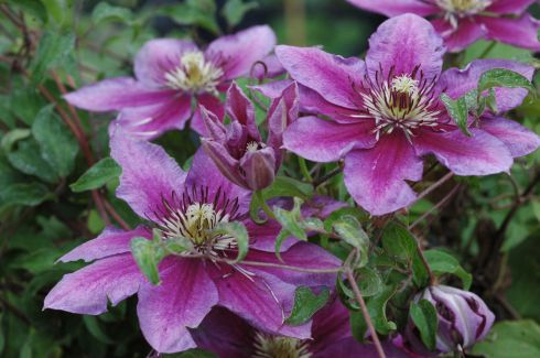 Clematis TEMPTATION